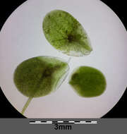 Image of turion duckweed