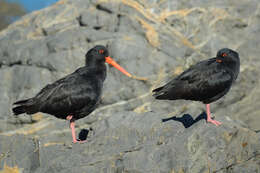 Imagem de Haematopus unicolor Forster & JR 1844