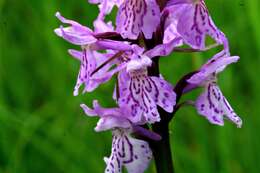 Image of Heath spotted orchid