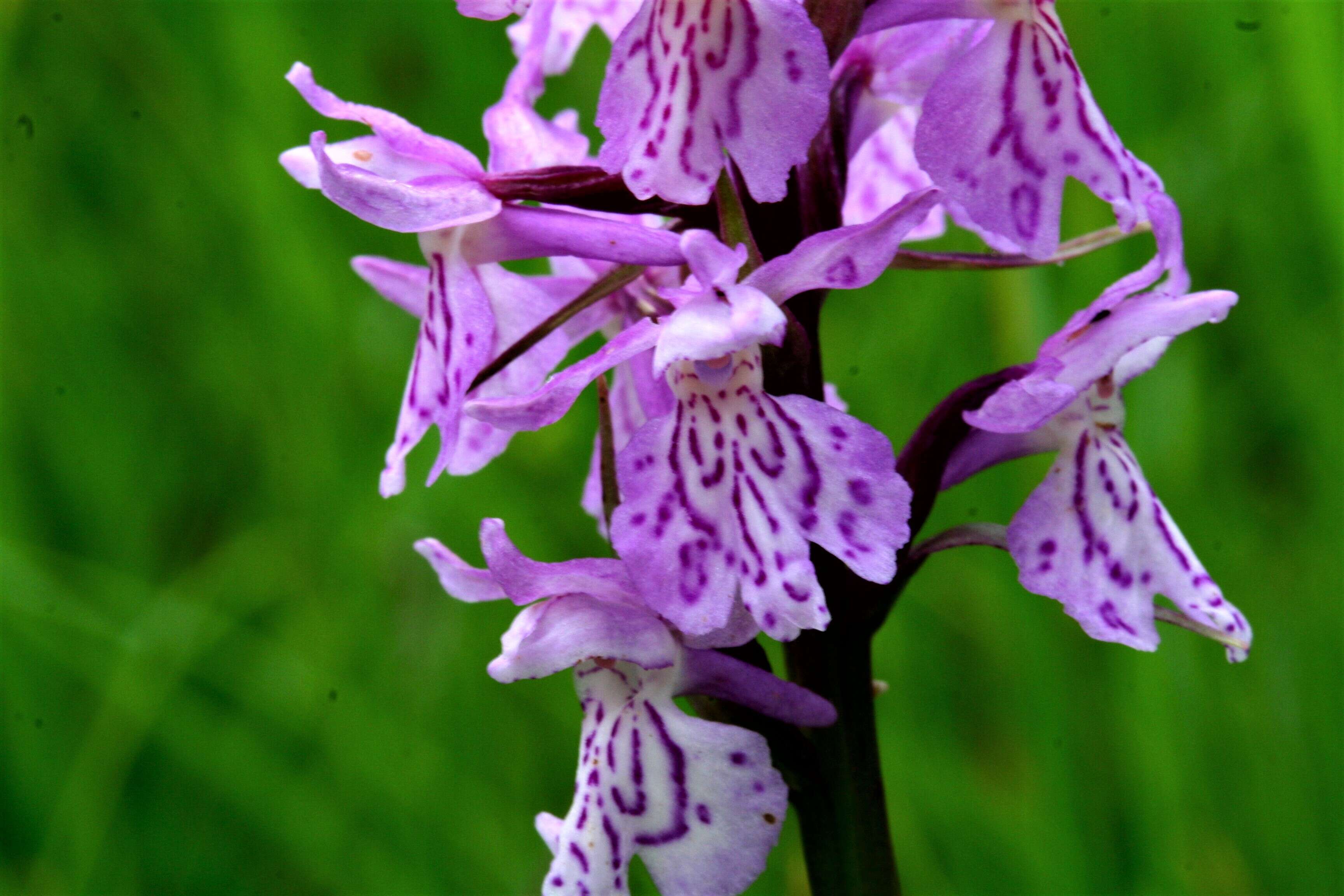 Image of Heath spotted orchid