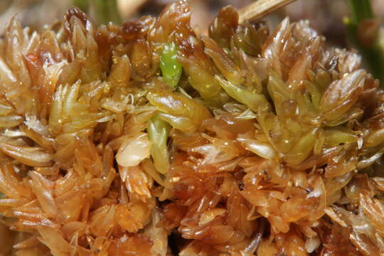 Image of Low sphagnum moss