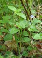 Image of Wood speedwell