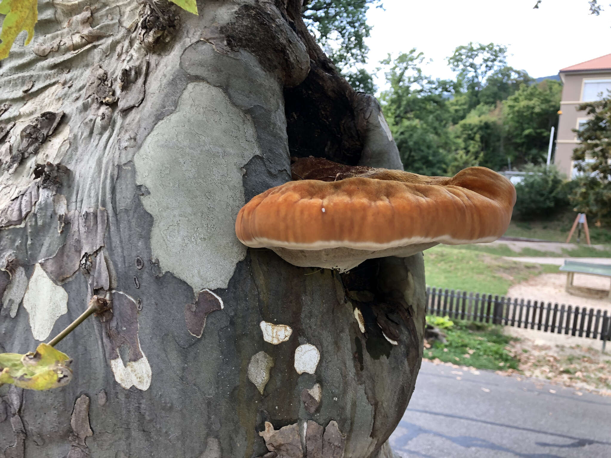 Image de Polypore hérissé