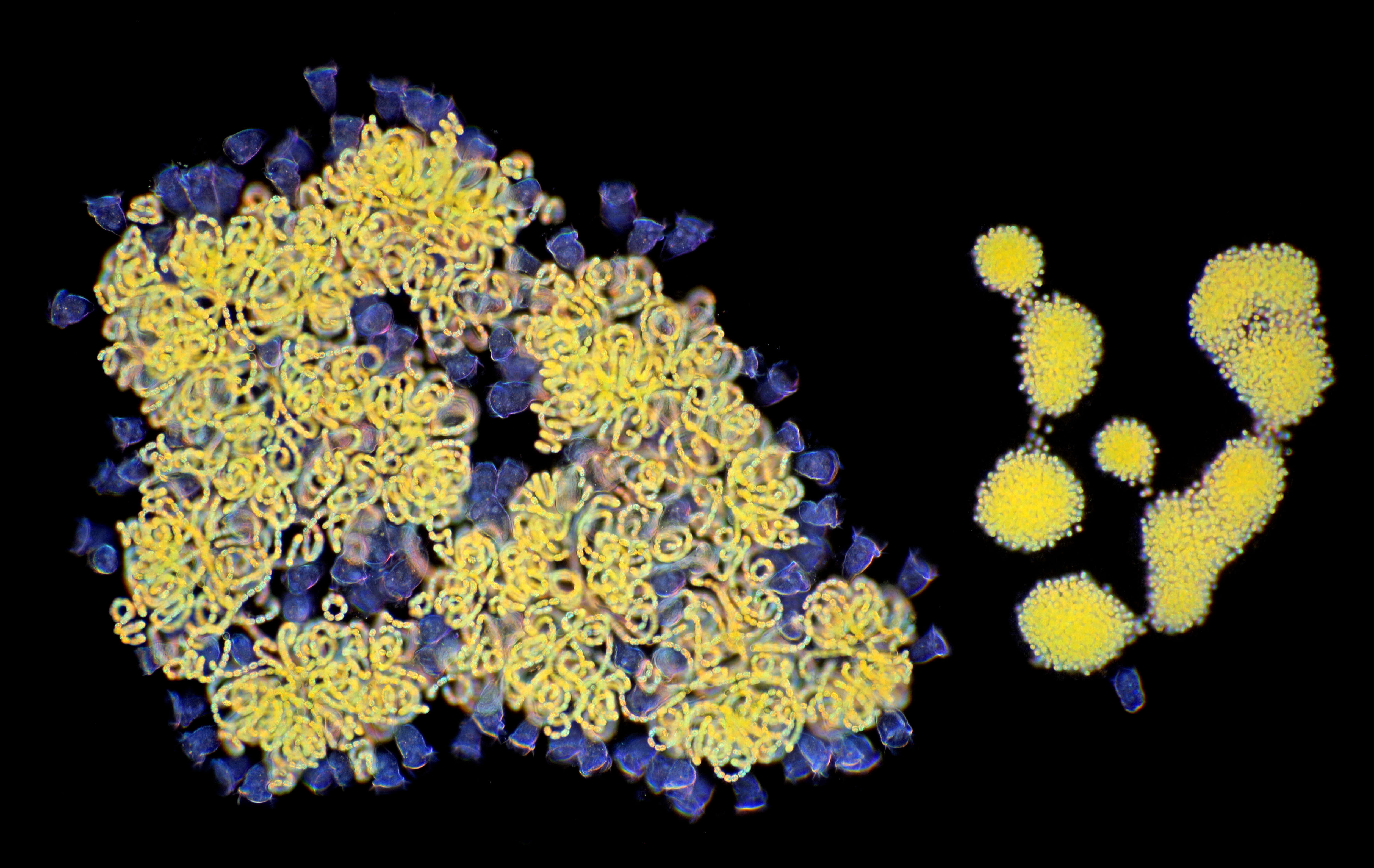 Plancia ëd Microcystis Lemmermann 1907