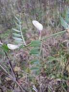 Image of smooth yellow vetch