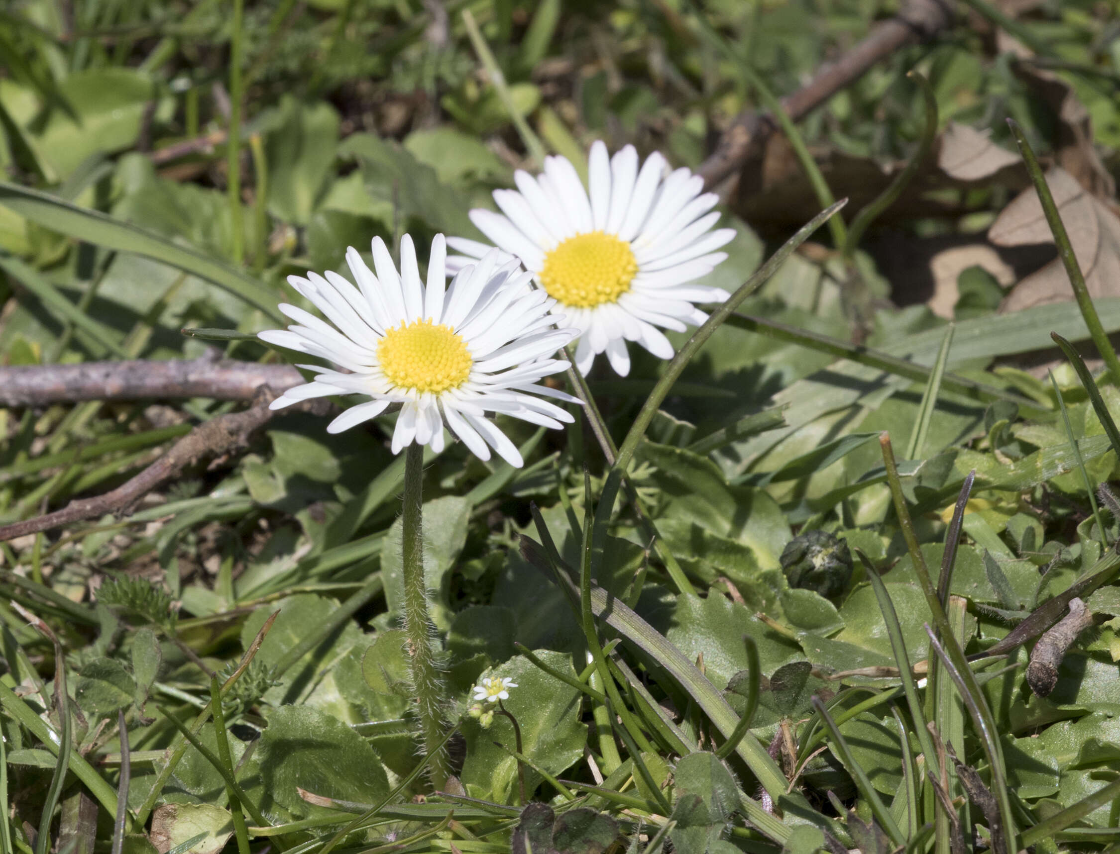 Image of Daisy