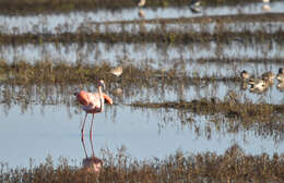 Слика од Phoenicopterus ruber Linnaeus 1758