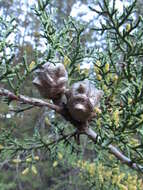 Cupressus goveniana var. abramsiana (C. B. Wolf) Little resmi