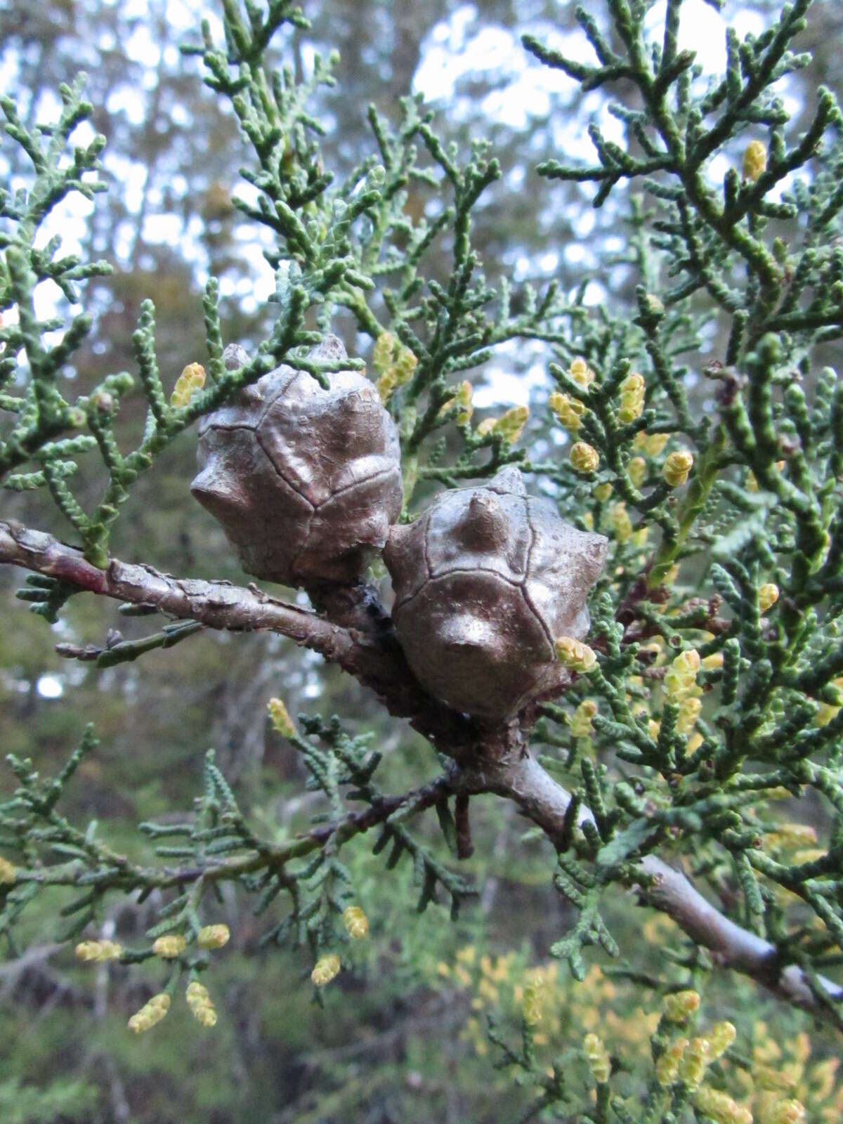 Cupressus goveniana var. abramsiana (C. B. Wolf) Little resmi