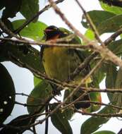 Image of Orange-breasted Fruiteater