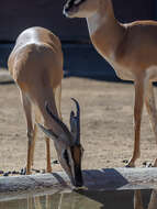 Image of Gazelle de Soemmerring