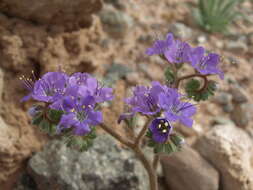 Image of cleftleaf wildheliotrope