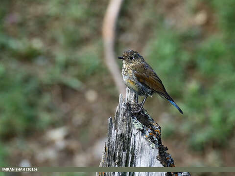 Image of Orange-flanked Bush-Robin