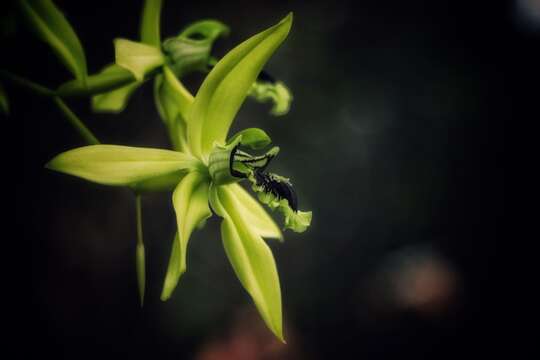 Image of Black orchid