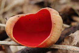 Image of scarlet cup