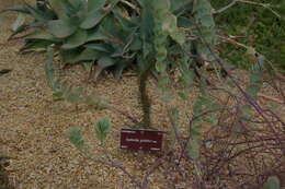 Image de Euphorbia gottlebei Rauh