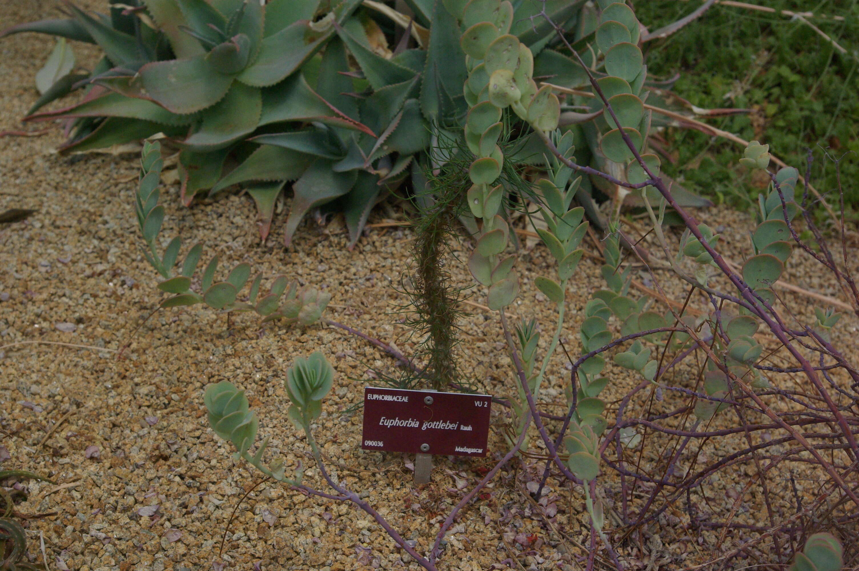 Image de Euphorbia gottlebei Rauh