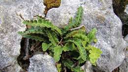 Plancia ëd Asplenium ceterach L.