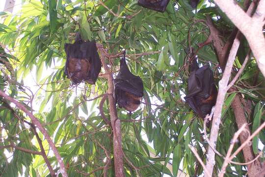 Image of Indian Flying Fox