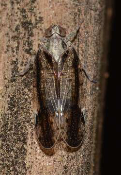 Image of Cicadas, Leafhoppers, and Treehoppers