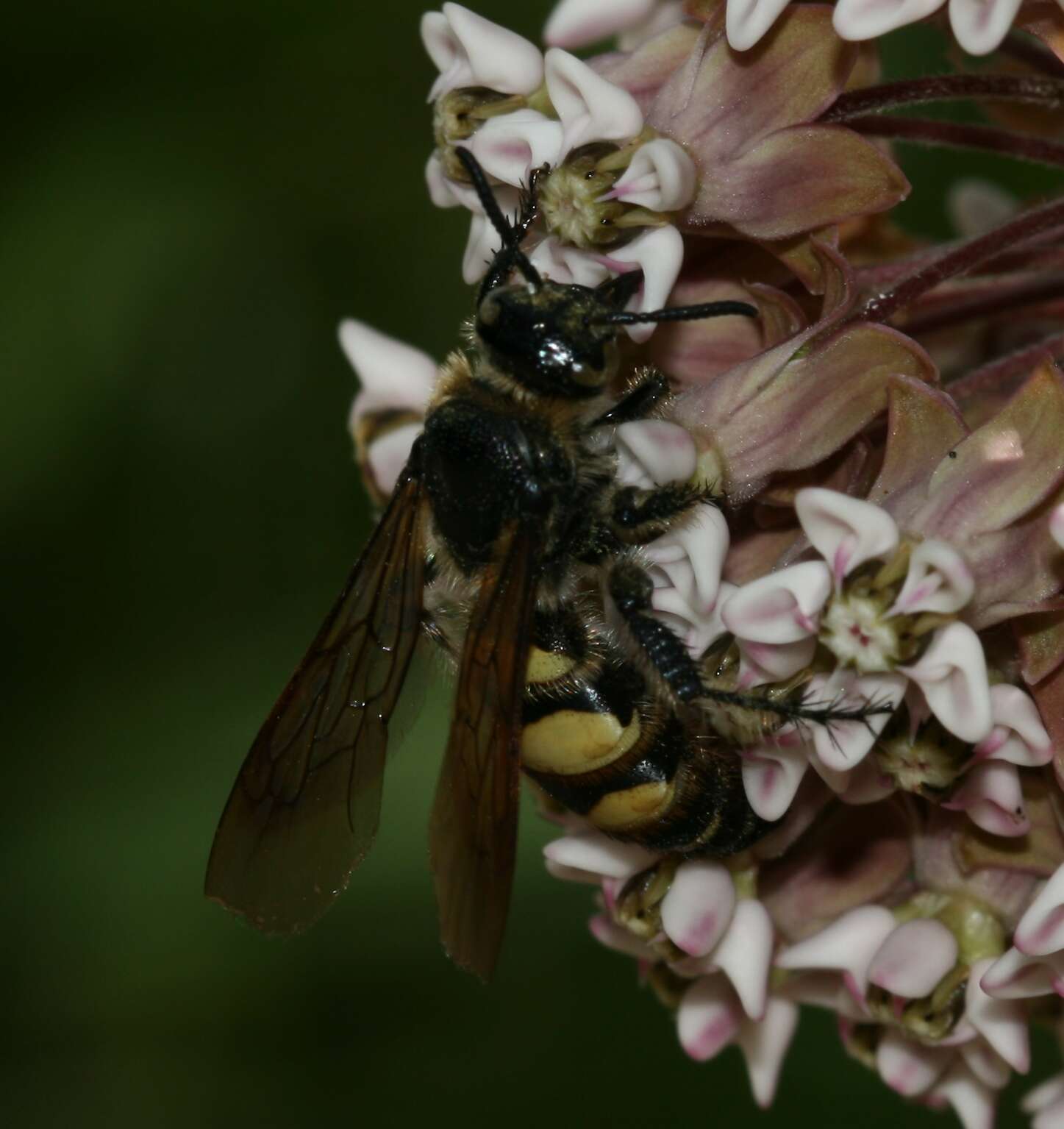 Image of Dielis plumipes (Drury 1770)