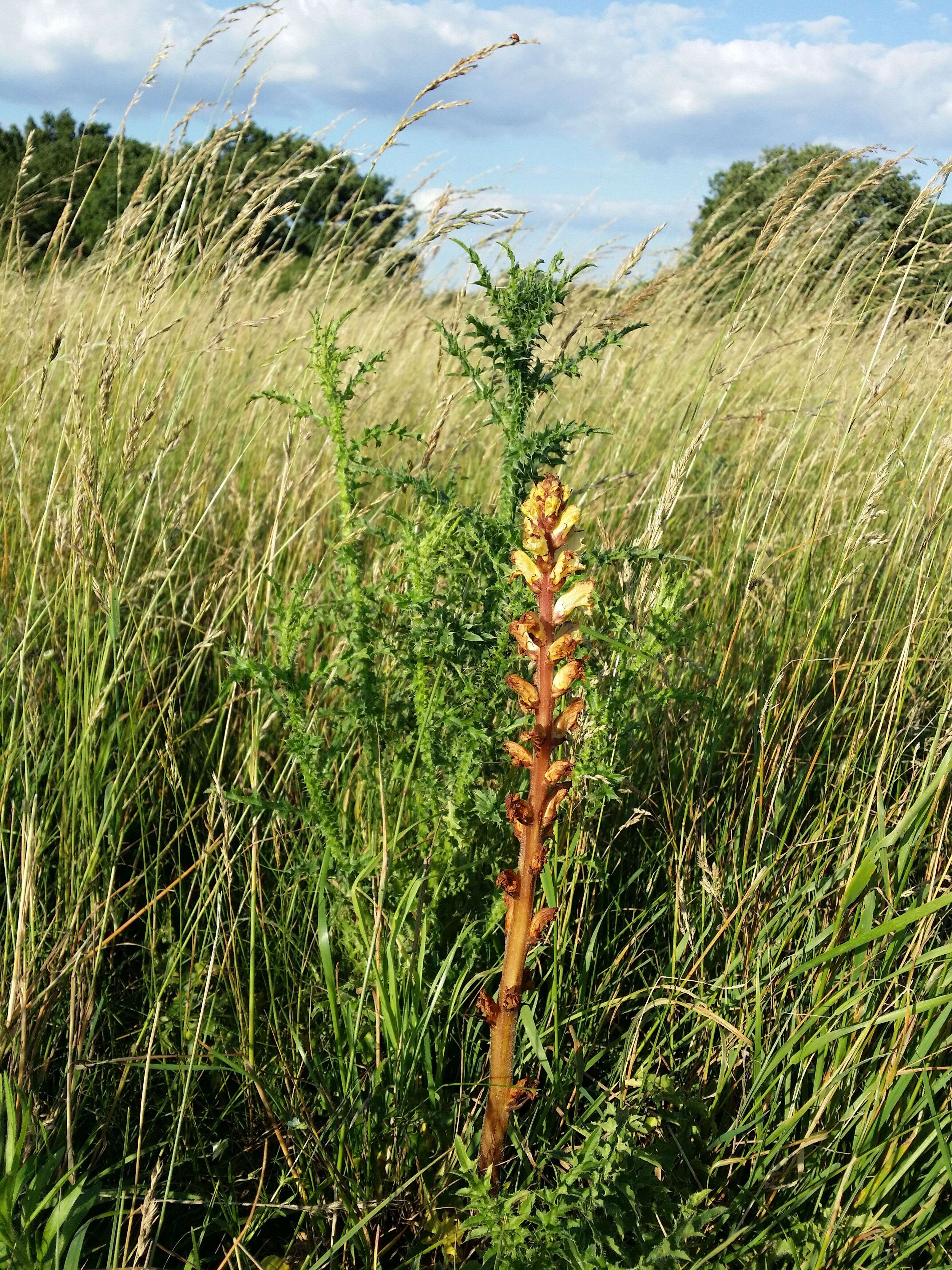 Imagem de Orobanche reticulata Wallr.