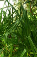 Image of Crinum mauritianum G. Lodd.