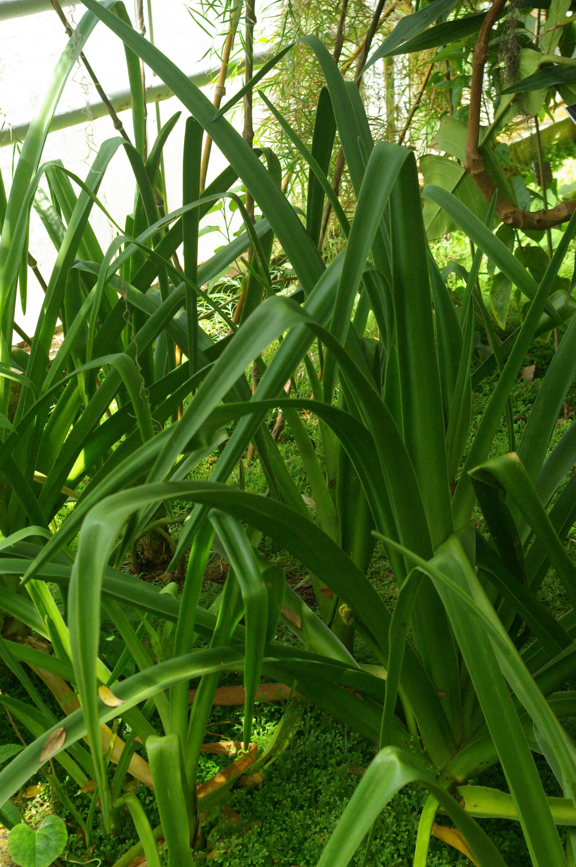 Image of Crinum mauritianum G. Lodd.