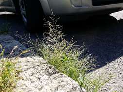 Image of Indian lovegrass