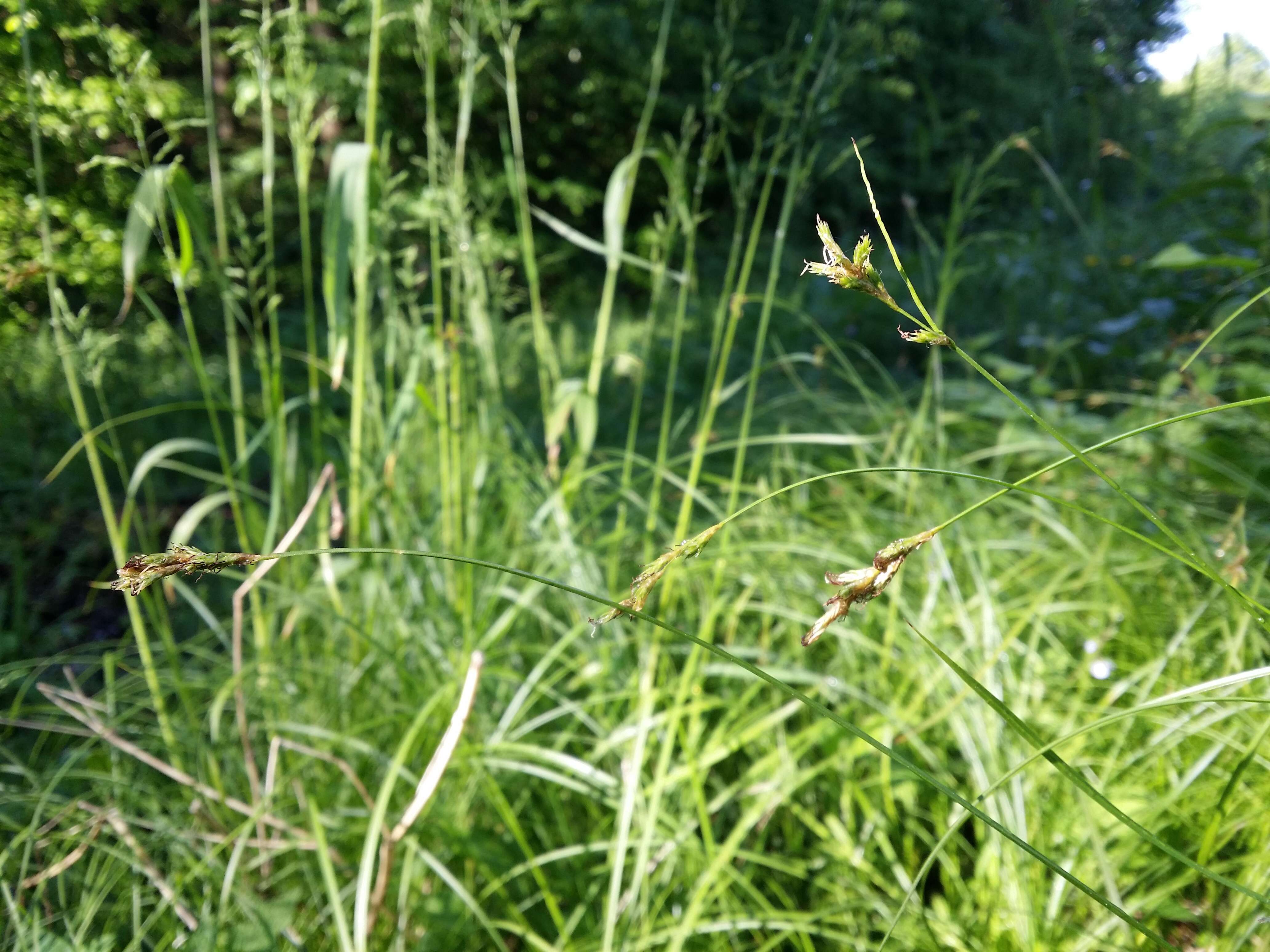 Image of quaking-grass sedge