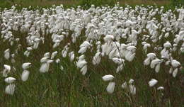 Image of common cottongrass