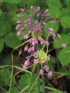 Image of Allium carinatum L.