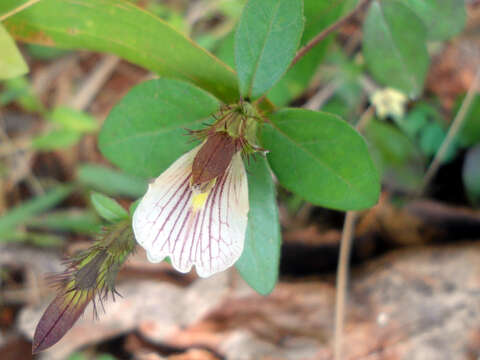 Image of Blepharis maderaspatensis (L.) Heyne ex Roth