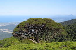 Image of Leptospermum wooroonooran F. M. Bailey