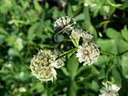 Imagem de Astrantia major L.