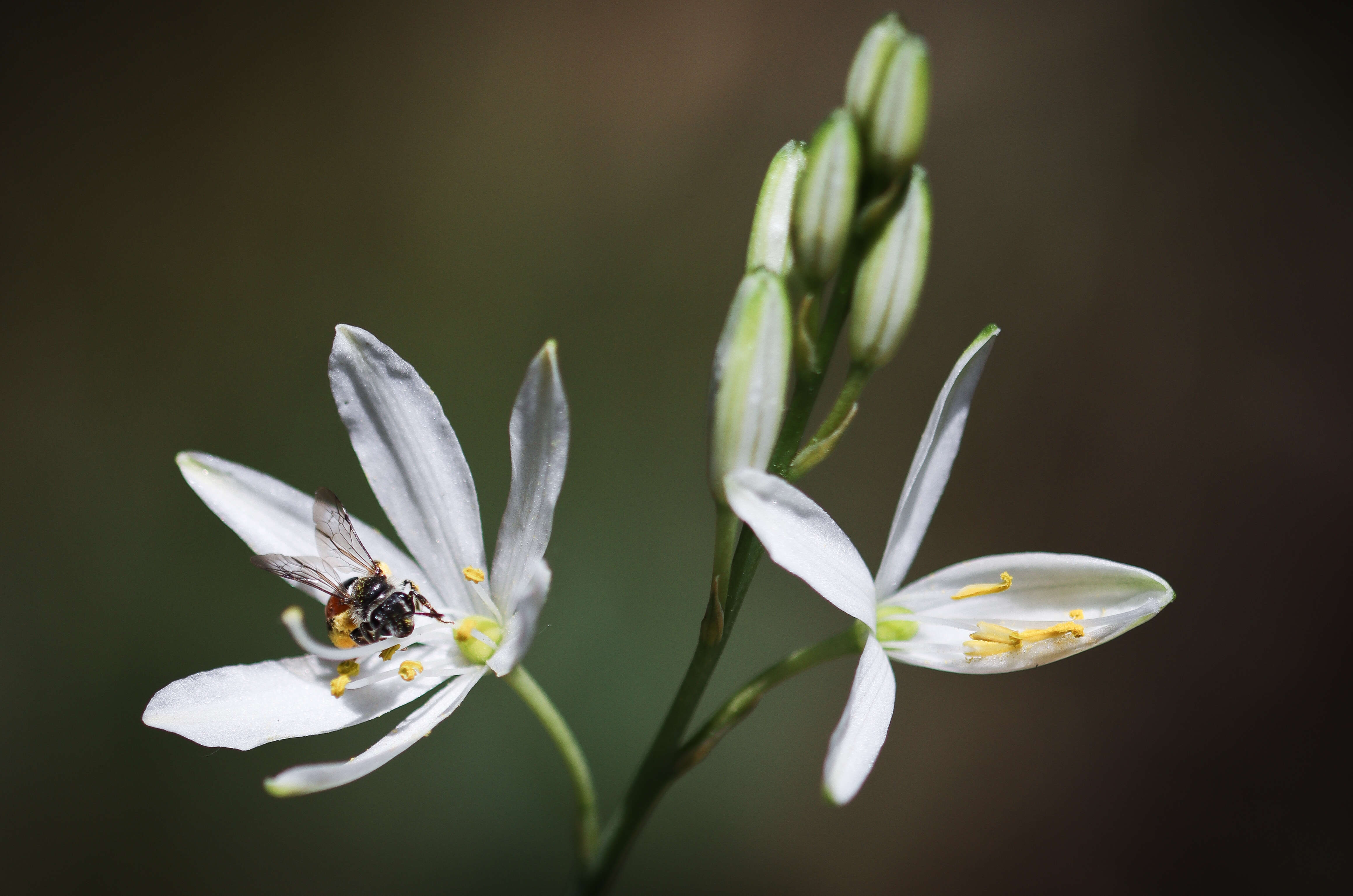 Image of St. Bernard’s lily