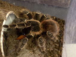 Image of Bahia Scarlet Tarantula