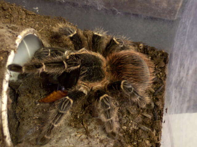 Image of Bahia Scarlet Tarantula