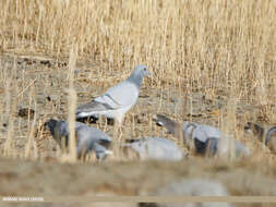 Image of Hill Pigeon