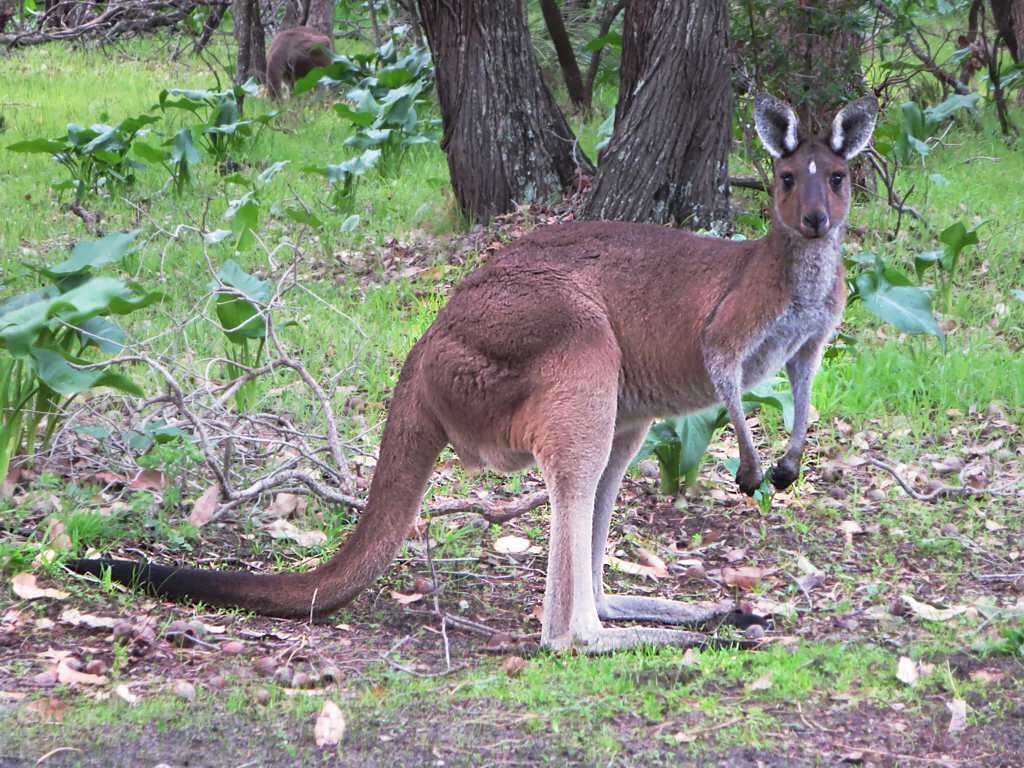 Macropus fuliginosus (Desmarest 1817) resmi