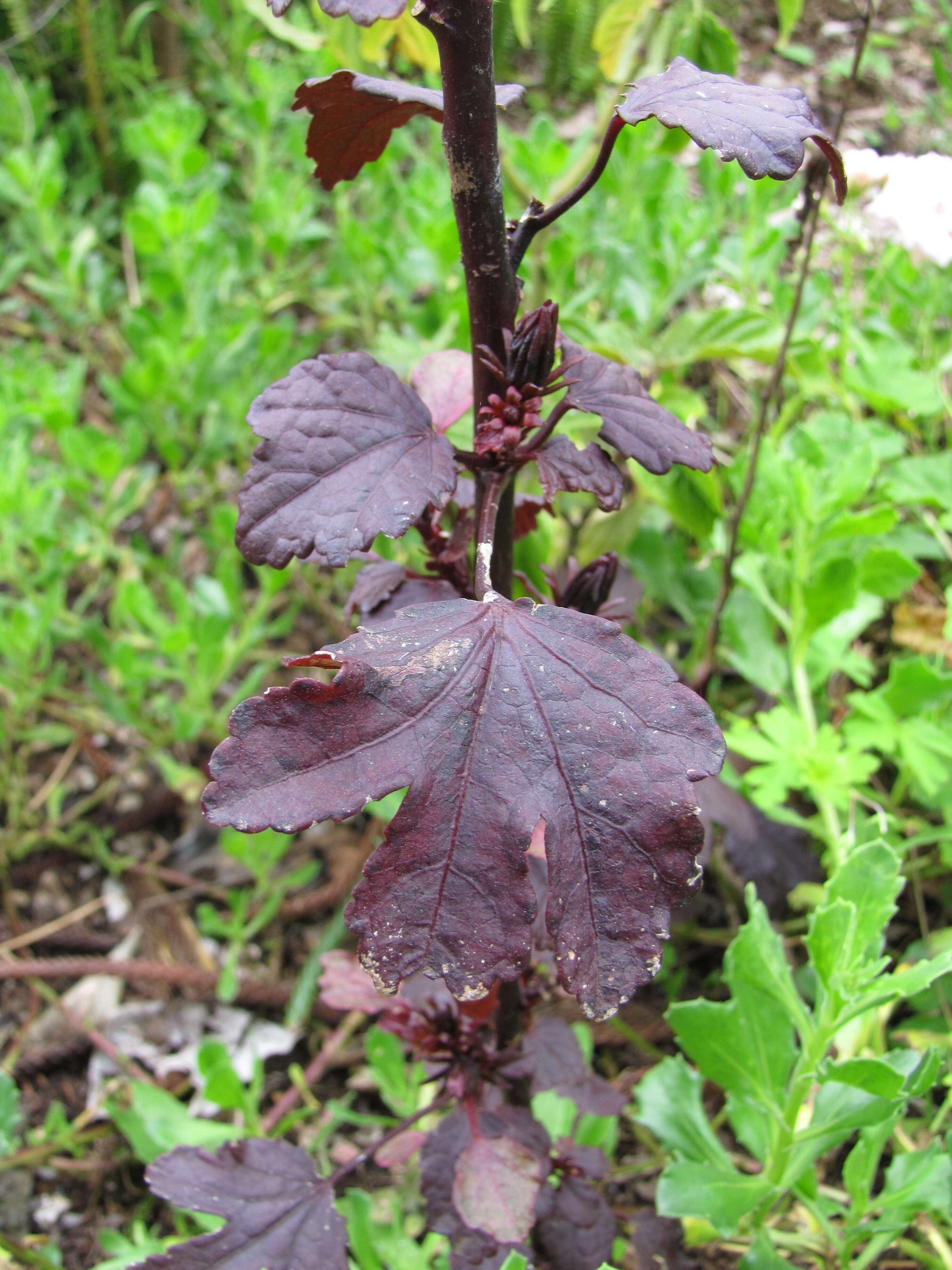 Image of African rosemallow