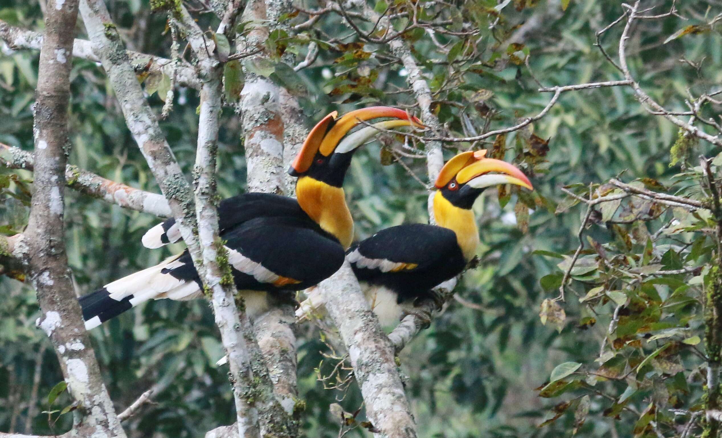 Image of Great Indian Hornbill