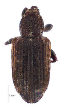 Image of Romualdius scaber (Linnaeus 1758)