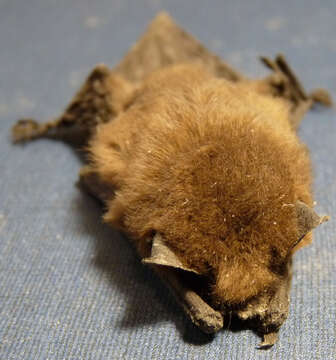 Image of pipistrelle, common pipistrelle