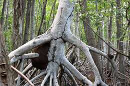 Image of red mangrove