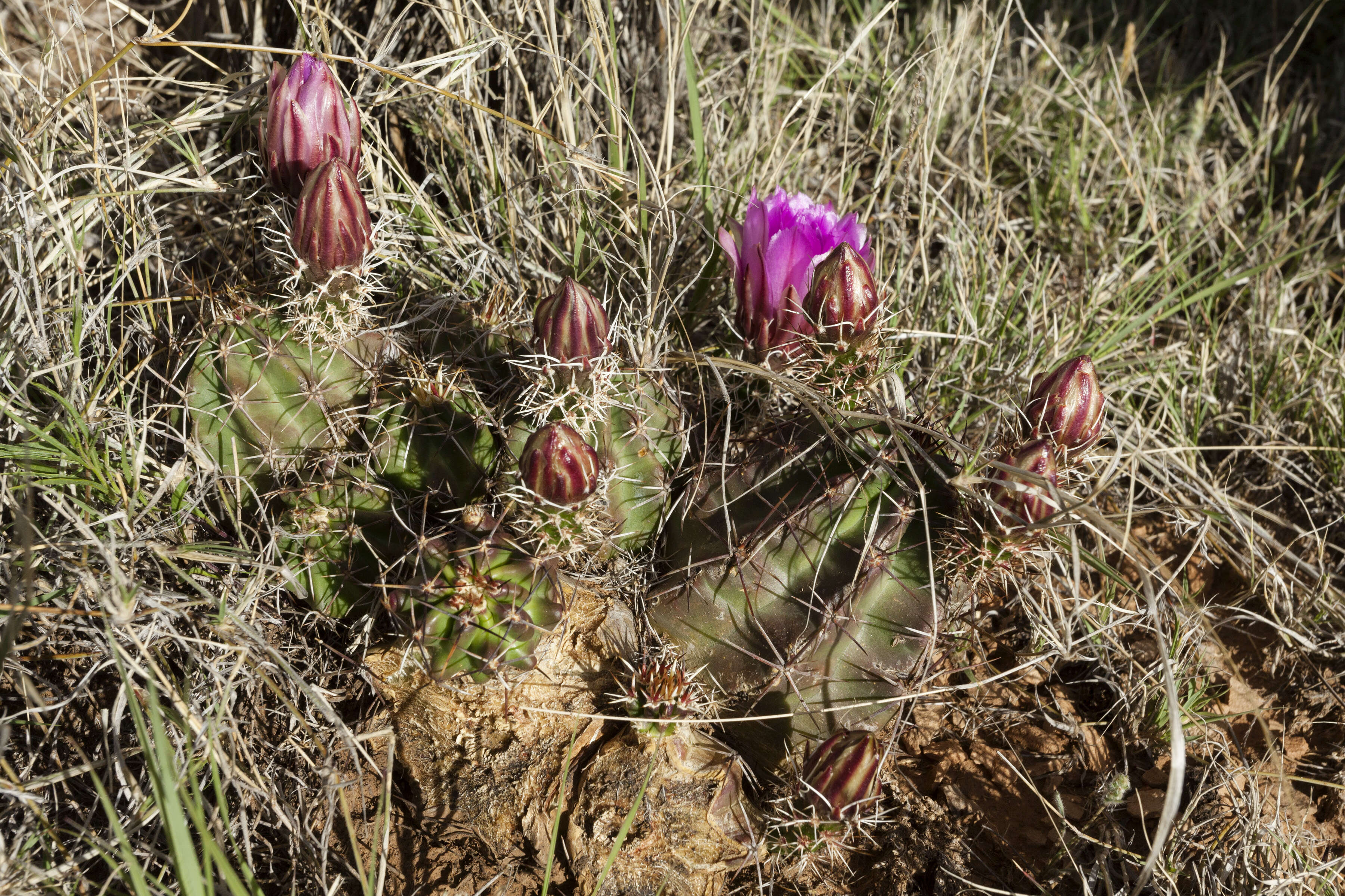 Image de Echinocereus fendleri (Engelm.) Sencke ex J. N. Haage