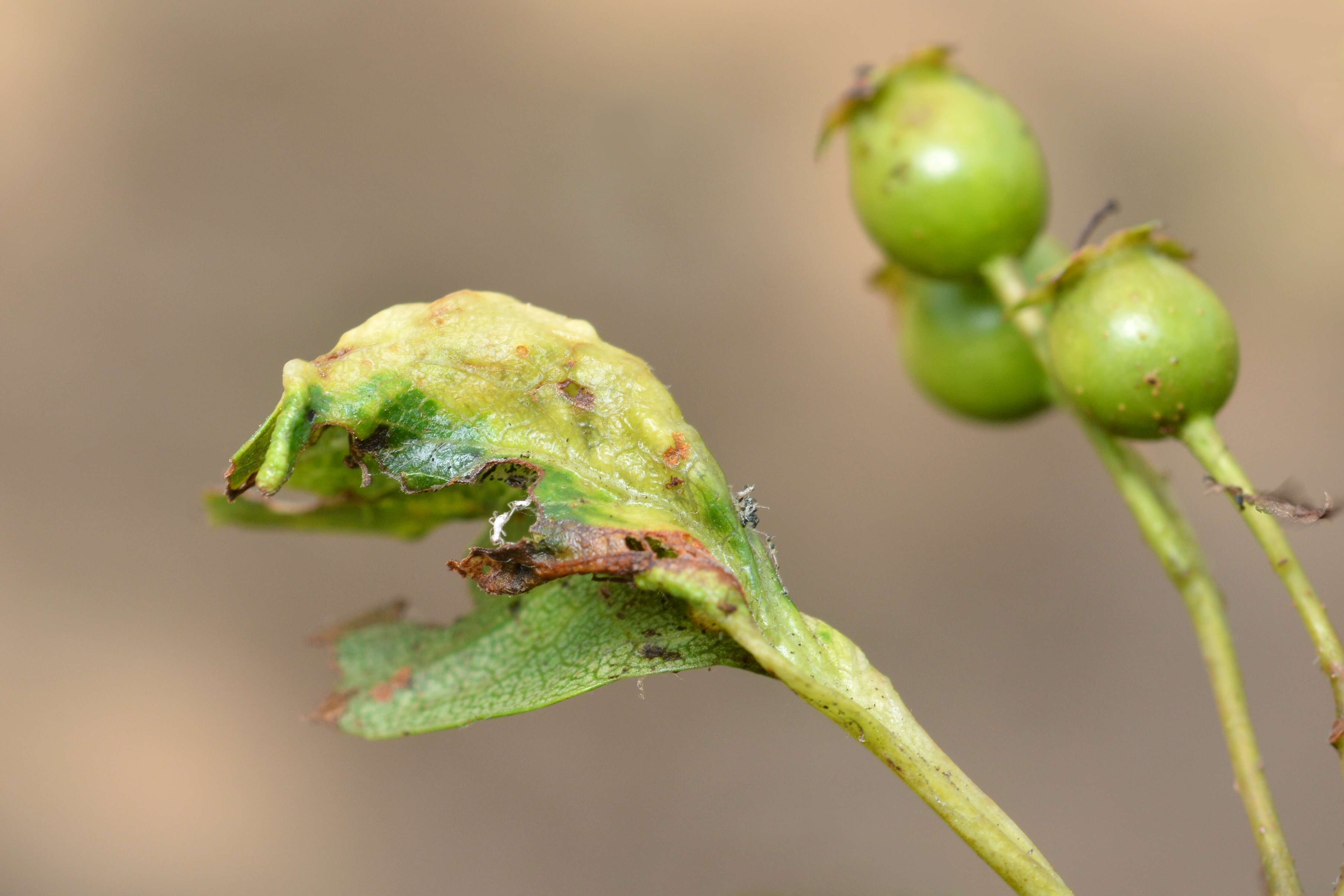 Image of Aphid