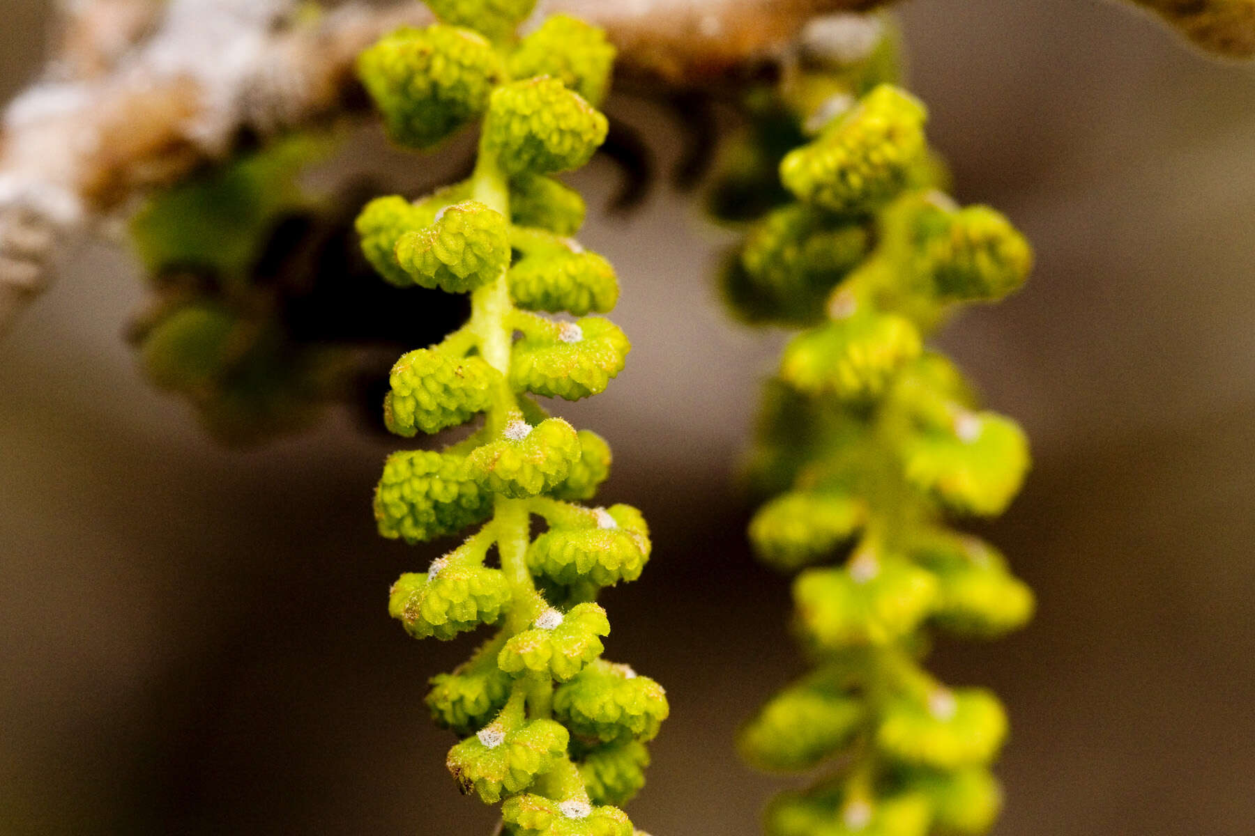 Image of Arizona walnut