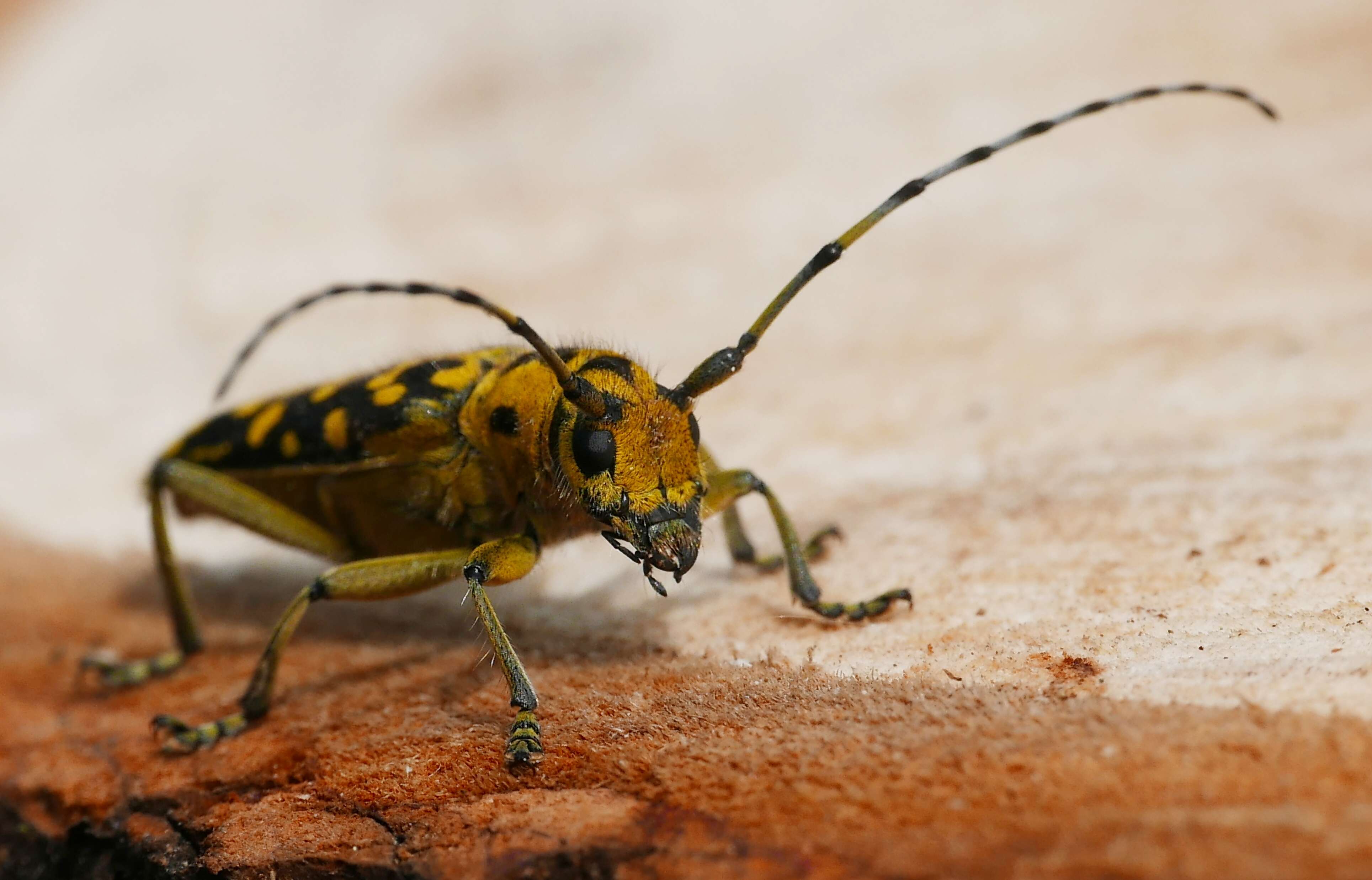 Saperda (Lopezcolonia) scalaris (Linné 1758) resmi