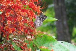 Imagem de Clerodendrum paniculatum L.